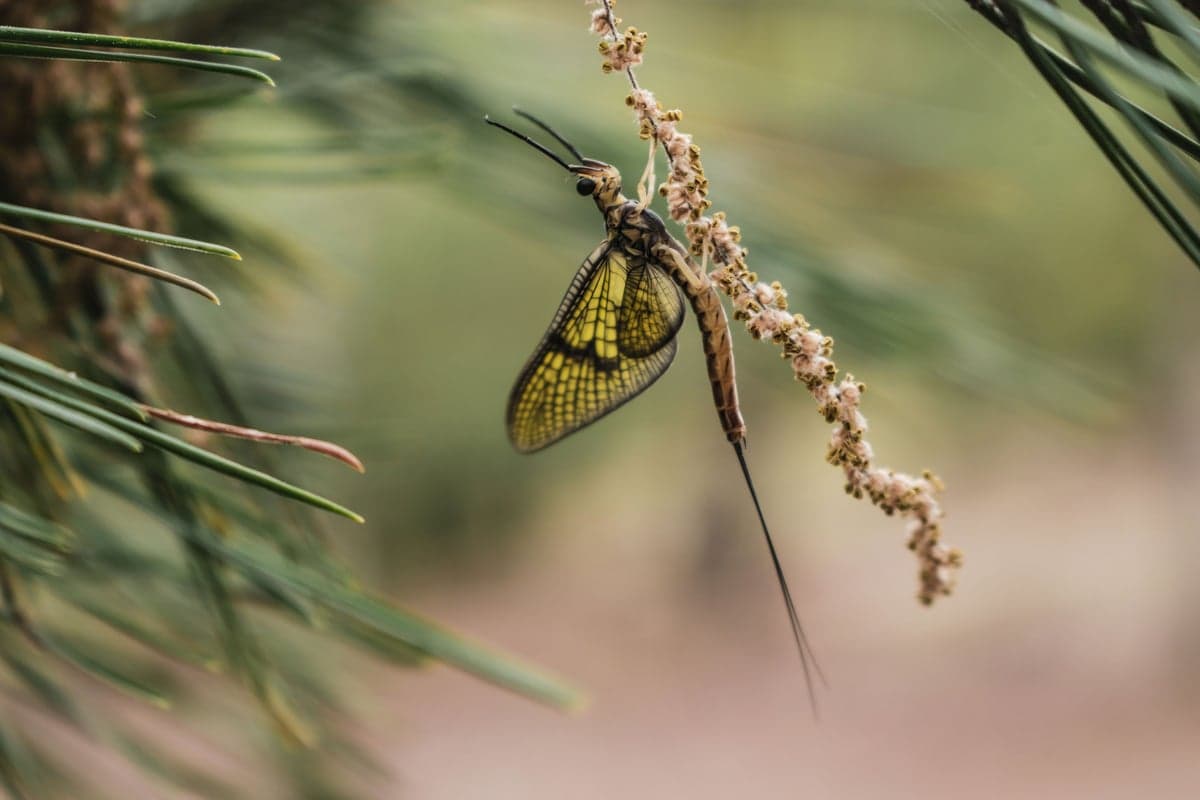 A mayfly resting on pine foliage. The Delaware system's dense insect populations drive the technical dry fly fishing the river is known for.