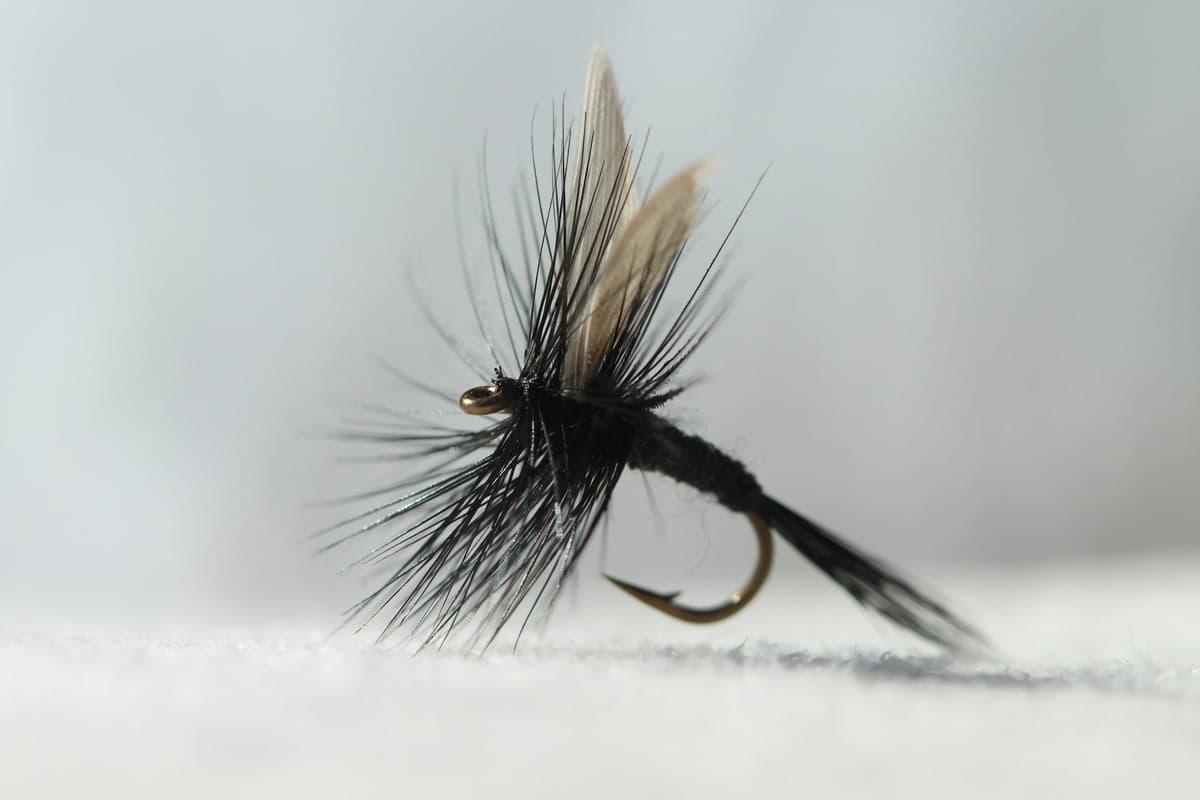 A woolly bugger, one of the most versatile streamer patterns for Missouri River browns in fall