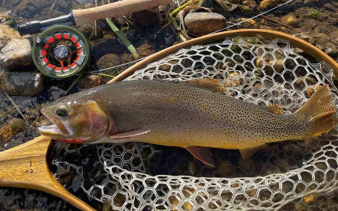 Snake River fine-spotted cutthroat - note the distinctive pepper-like spotting pattern found nowhere else