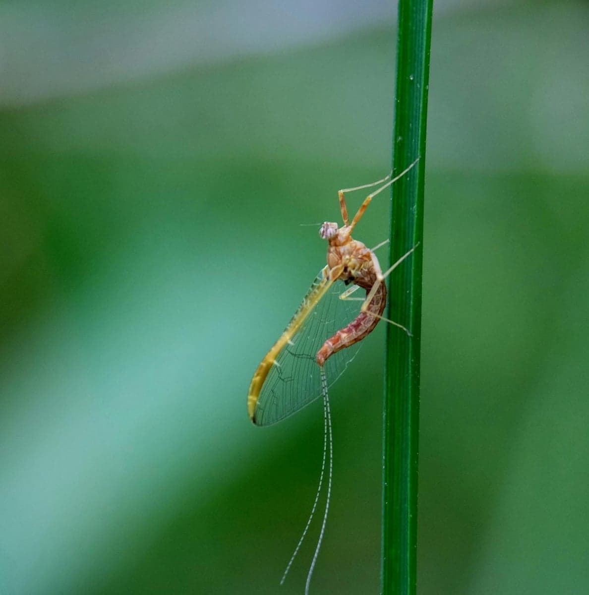 A mayfly rests on a stem, part of the prolific hatches that drive Madison River fishing