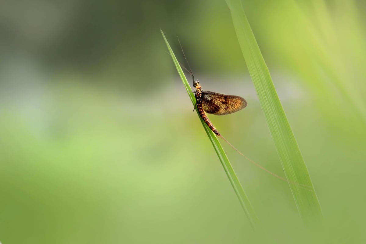 Mayflies are the main event on the Au Sable. The river supports hatches from tiny Tricos to the massive Hexagenia, North America's largest mayfly