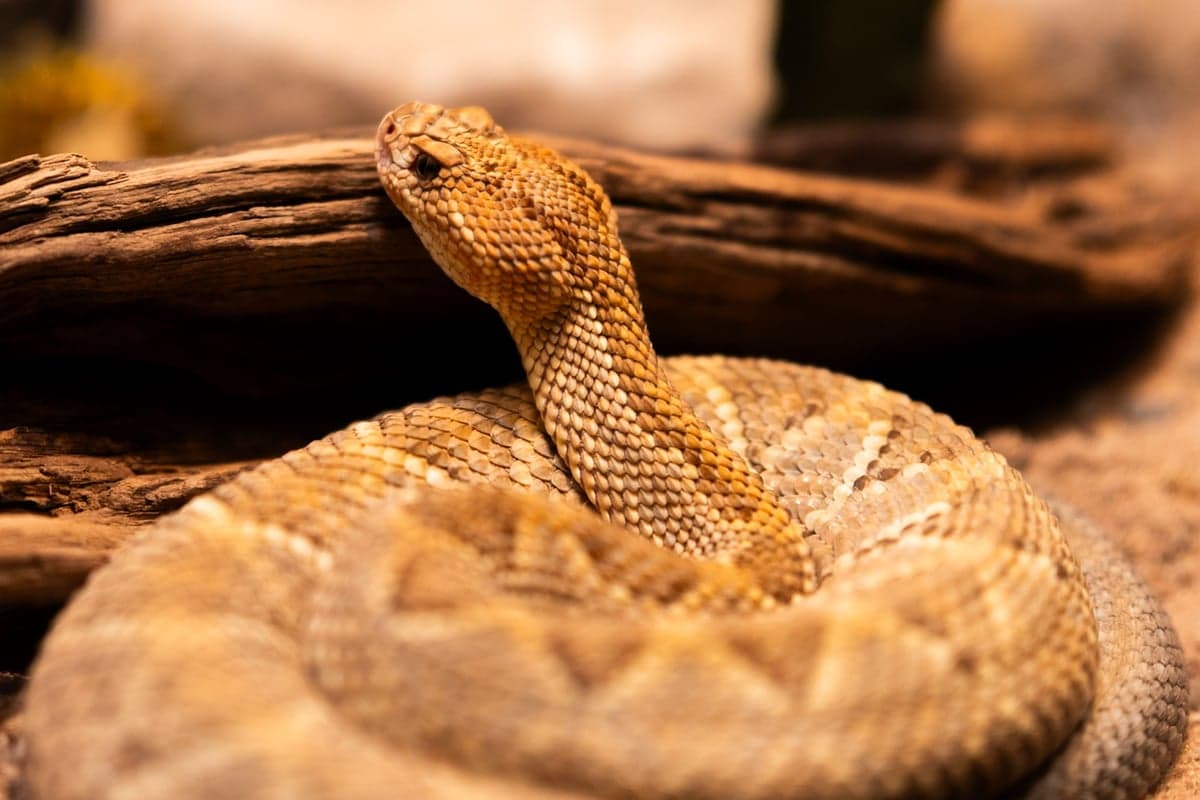 Rattlesnakes are common along the Gorge trails and riverside camps. Check boots, wading gear, and sleeping bags before use. Give snakes wide clearance on the trail.