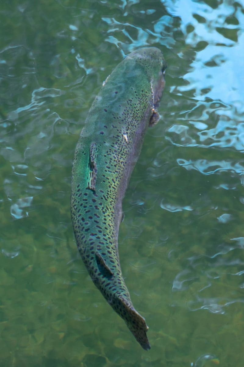 A rainbow trout. Rainbows dominate the upper Reef, where stable temperatures and a year-round food supply do the rest.