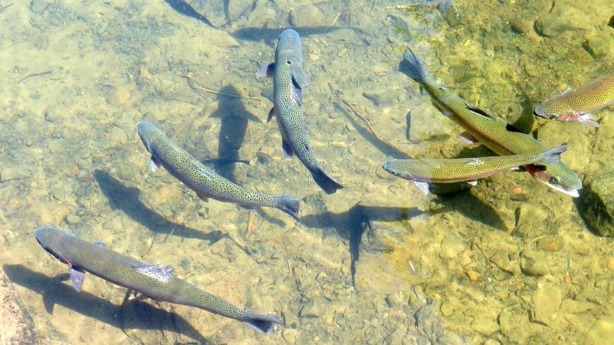 A wild Yakima River rainbow trout - catch-and-release regulations have built one of the strongest wild trout populations in the Pacific Northwest