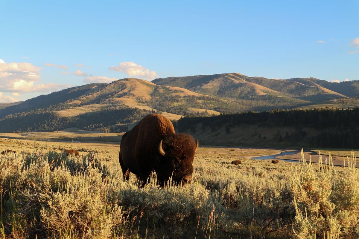 Bison graze in Yellowstone's Lamar Valley. The park's northern herds regularly wander into upper Paradise Valley, where anglers share the landscape with wildlife