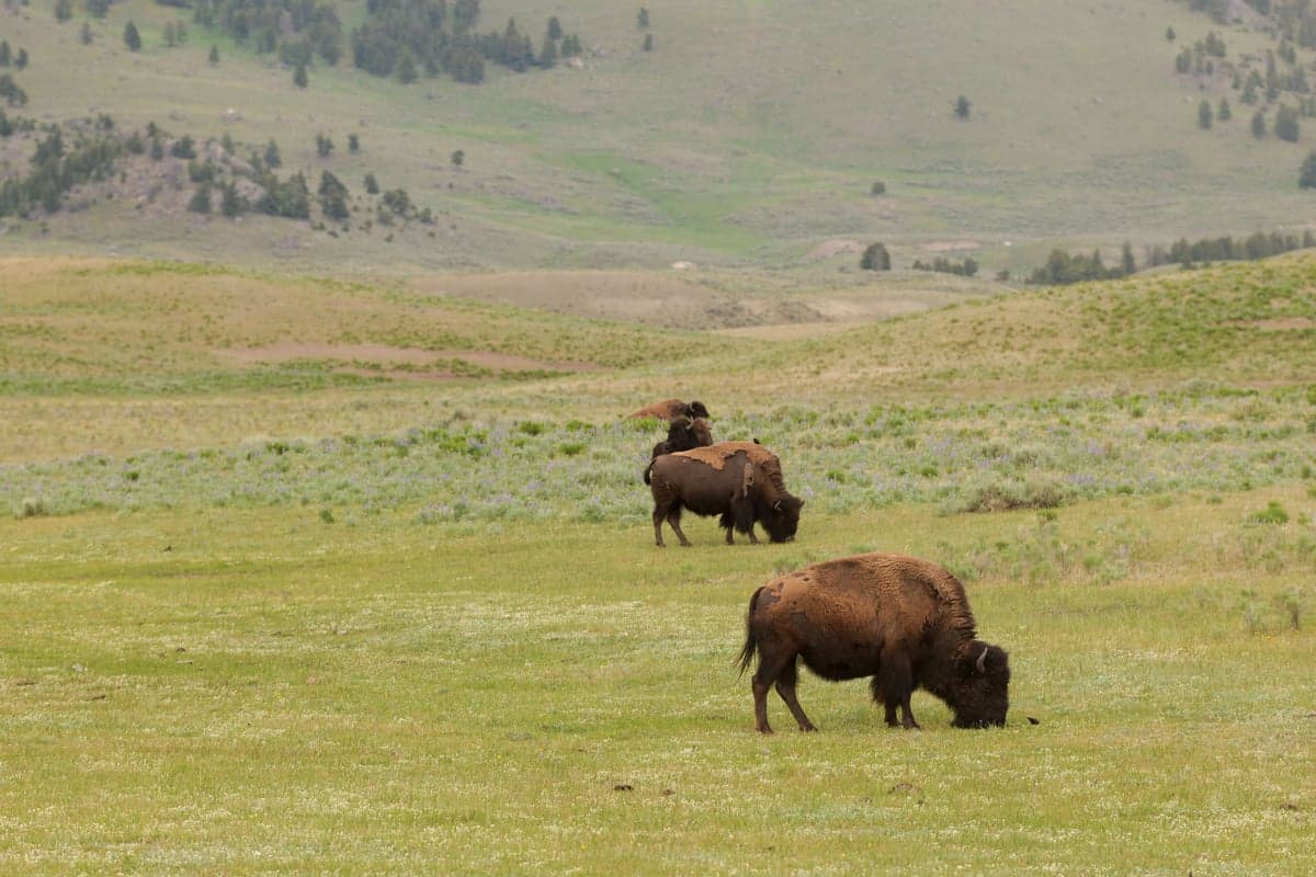 Bison graze the grasslands bordering Yellowstone National Park, a common sight for anglers driving through Paradise Valley