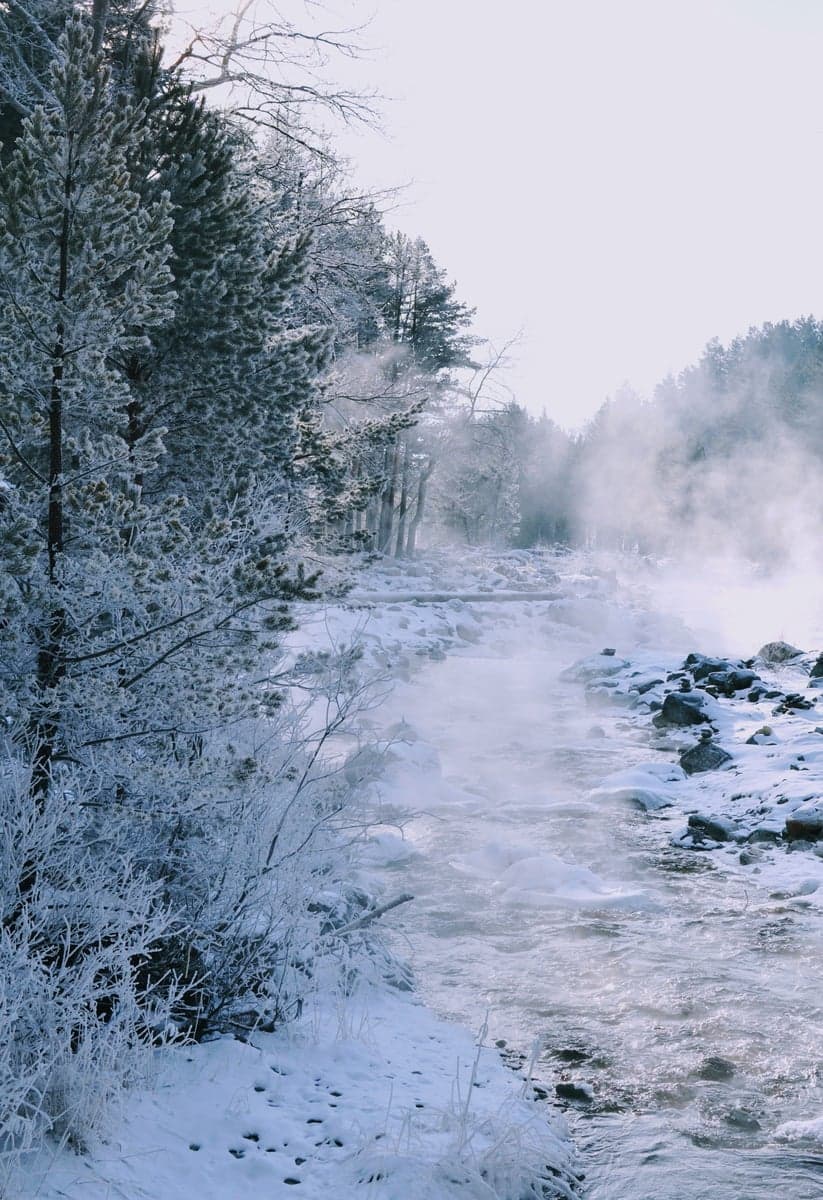 Winter on the Yellowstone: frosted trees line the banks while the river runs low and clear, a stark contrast to summer's bustling scene