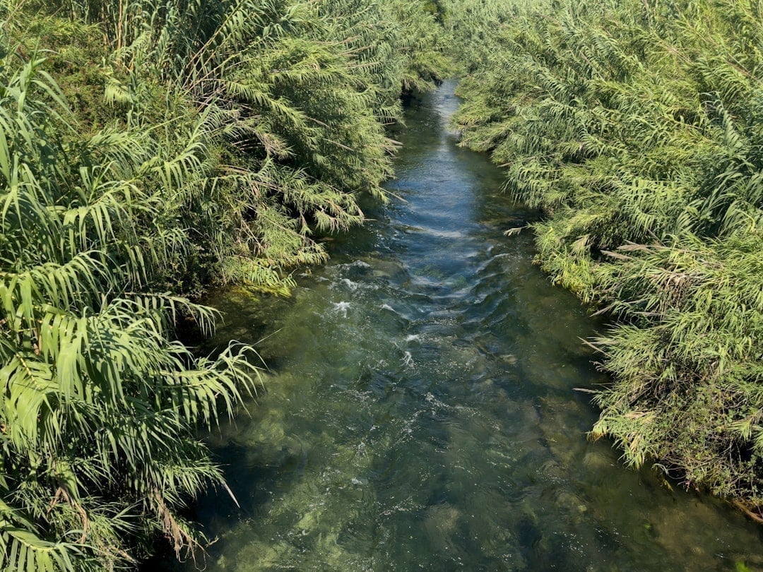 Crystal clear spring creek flowing through forested valley