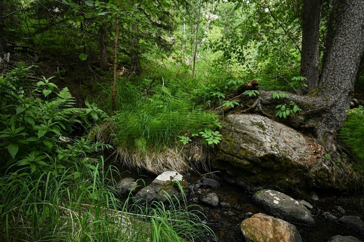 Sunlight filtering through forest stream