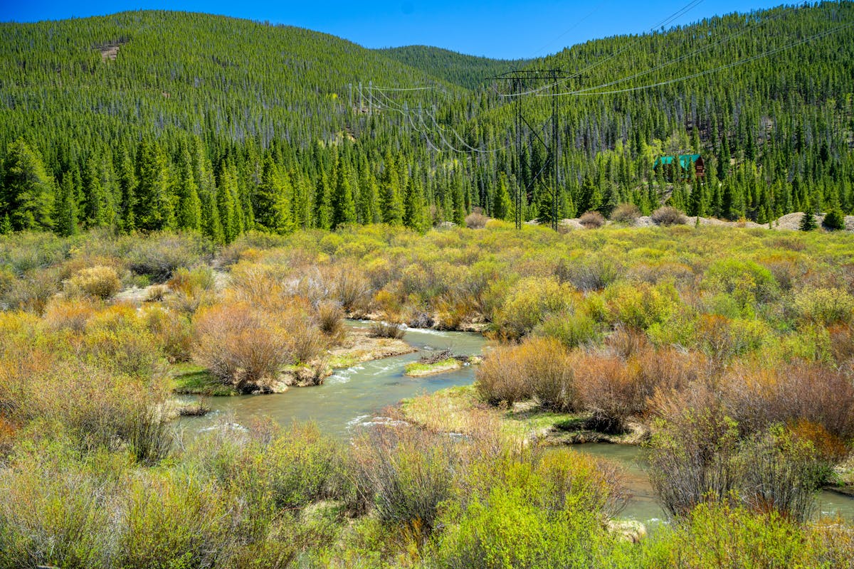 Mountain stream flowing through Colorado Rockies surrounded by wildflowers and evergreens