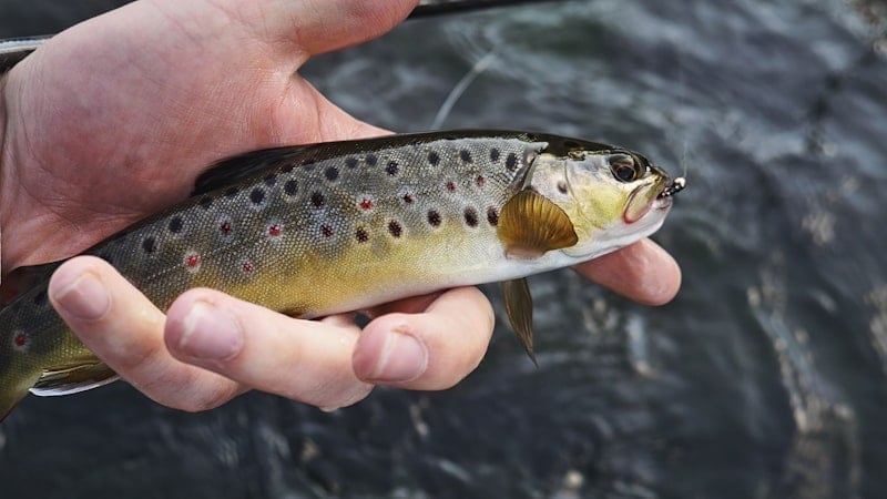 Trout caught on a fly
