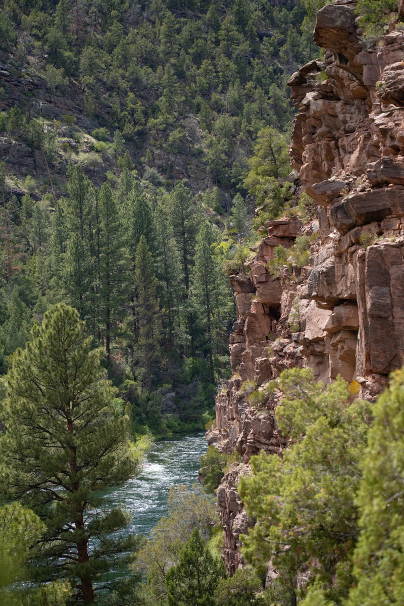 The Green River flowing through a pine-lined canyon near Dutch John, Utah