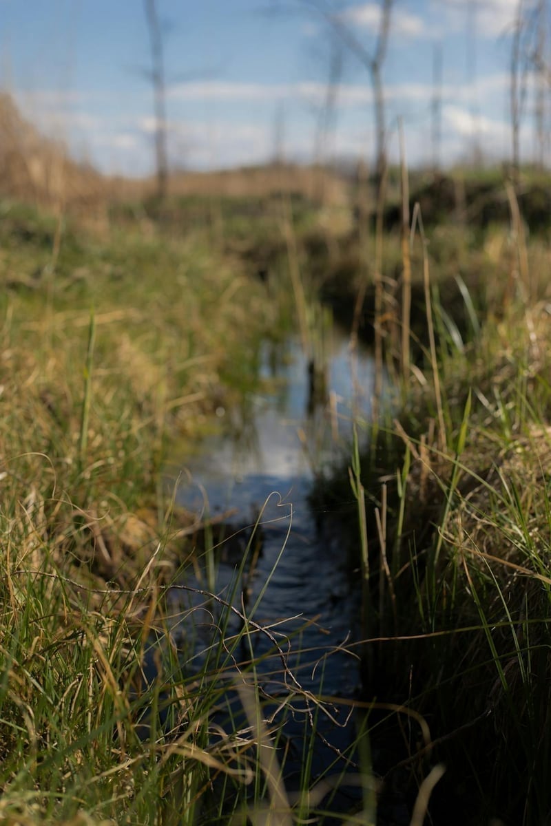 A clear spring creek winding through a lush green meadow with aquatic vegetation visible beneath the surface